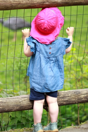 动物园看动物的小萌娃图片